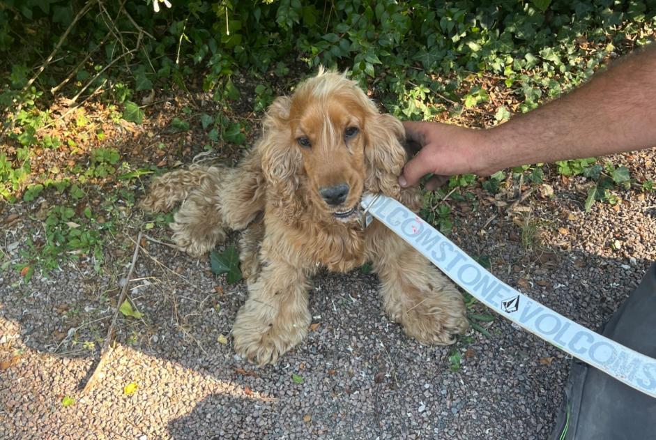 Fundmeldung Hund  Weiblich , Zwischen 9 und 12 Monaten Dijon Frankreich