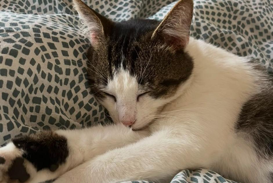 Vermisstmeldung Katze rassenmischung Männliche , 4 jahre Labergement-lès-Seurre Frankreich