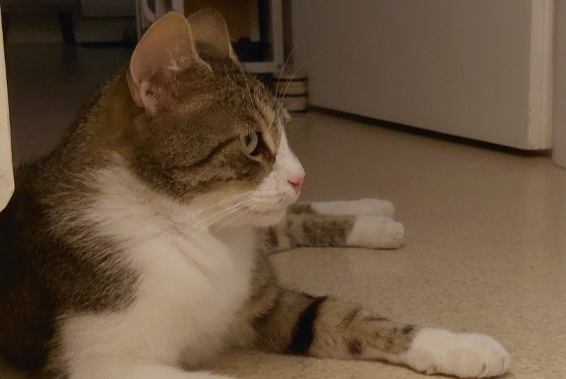 Vermisstmeldung Katze Männliche , 3 jahre Gevrey-Chambertin Frankreich Vermisstmeldung Katze Männliche , 3 jahre Gevrey-Chambertin Frankreich