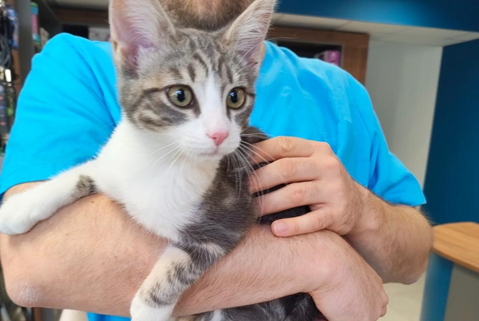 Discovery alert Cat Male Angers France