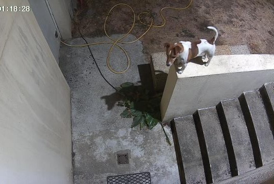 Avviso Ritrovamento Cane Maschio Beaupréau-en-Mauges Francia Avviso Ritrovamento Cane Maschio Beaupréau-en-Mauges Francia