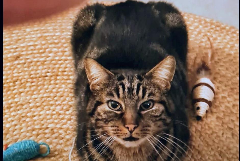 Alerta desaparecimento Gato cruzamento Macho , 10 anos La Teste-de-Buch France Alerta desaparecimento Gato cruzamento Macho , 10 anos La Teste-de-Buch France